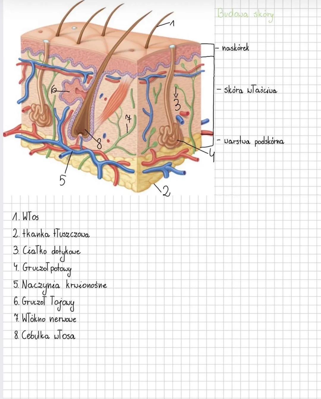 Budowa skóry
- naskórek
- Skóra właściwa
- warstwa podskórna
1. Włos
2. tkanka tłuszczowa
3. Ciałko dotykowe
4. Gruczoł połowy
5. Na