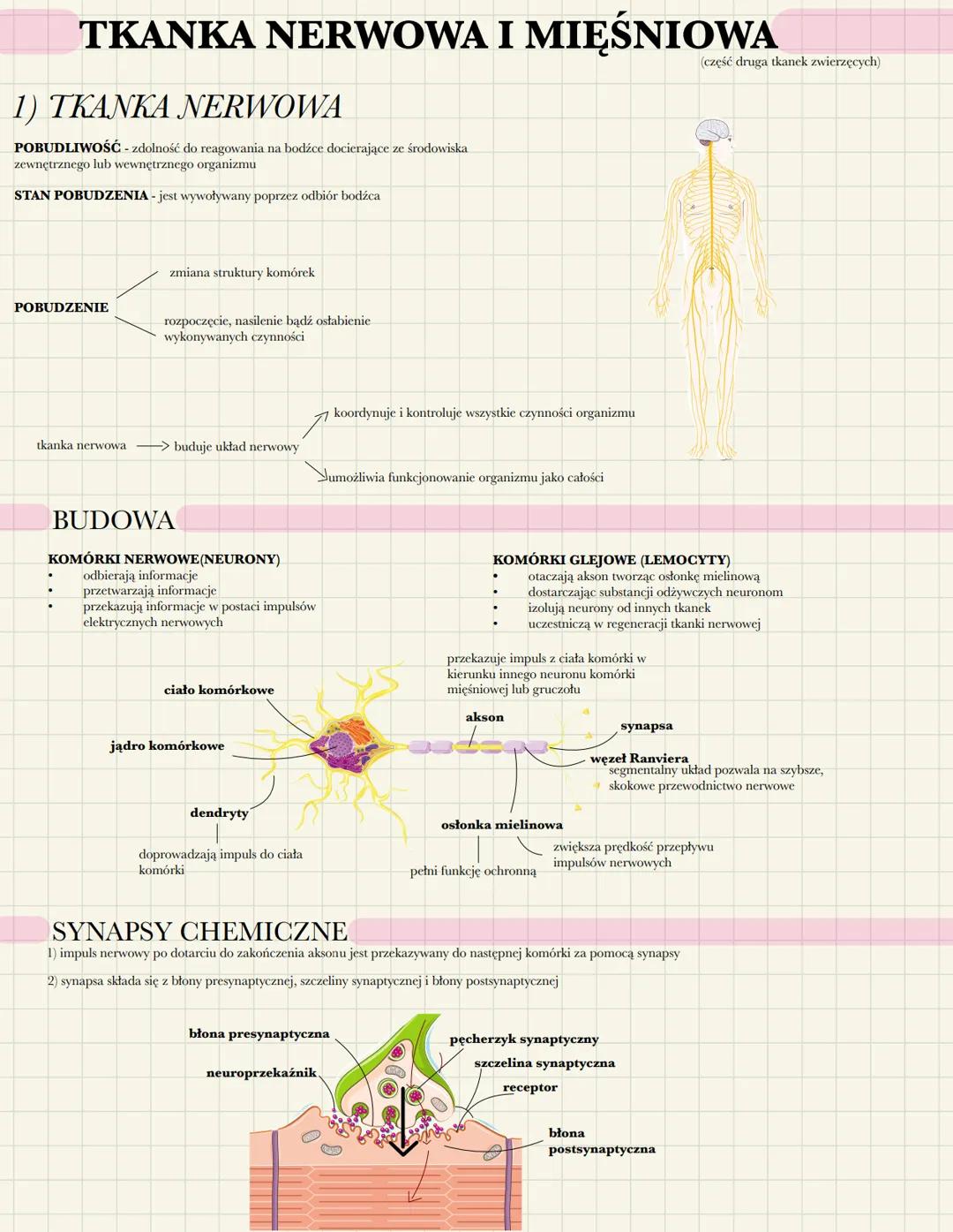 # TKANKA NERWOWA I MIĘŚNIOWA
1) TKANKA NERWOWA
POBUDLIWOŚĆ - zdolność do reagowania na bodźce docierające ze środowiska
zewnętrznego lub w