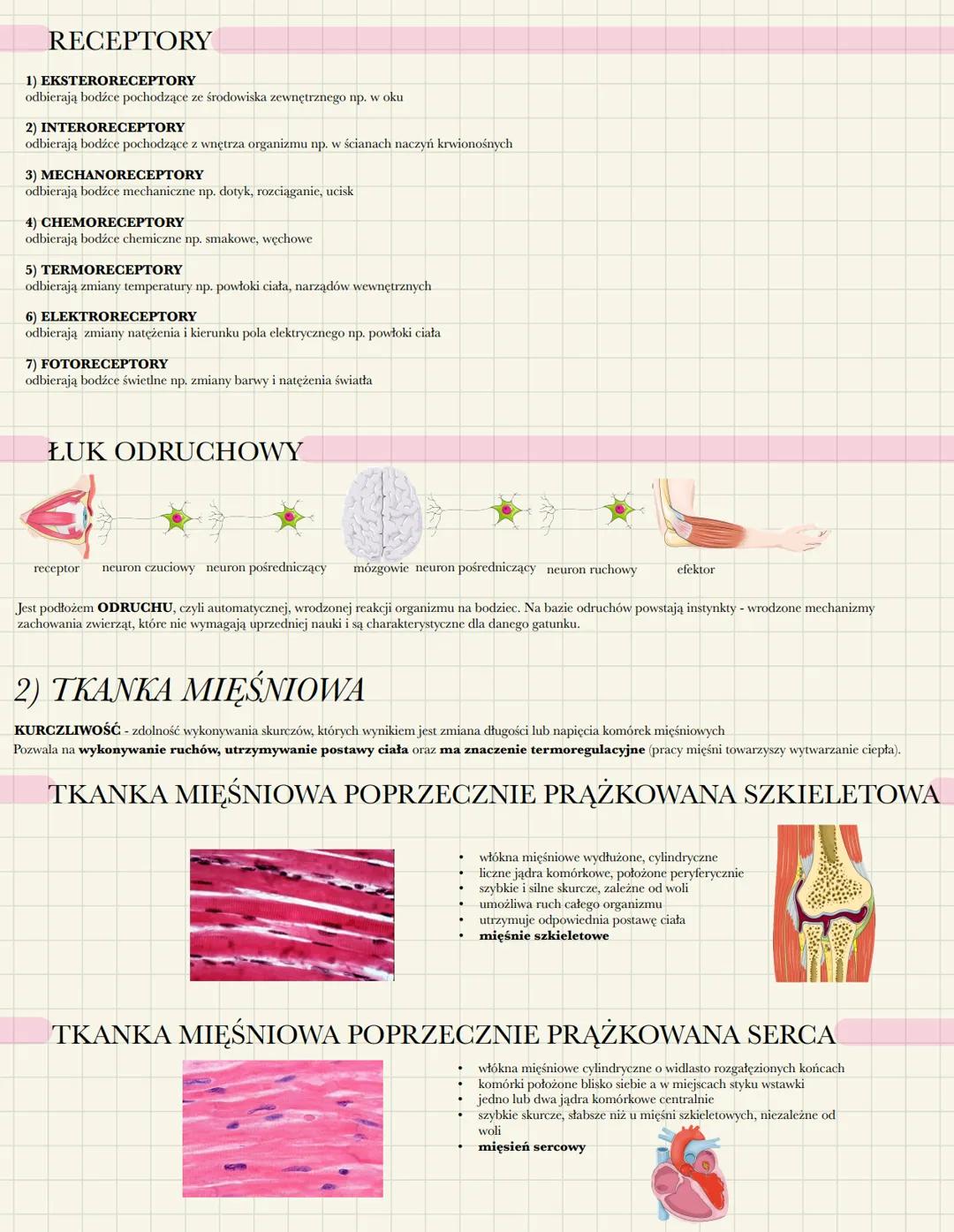 # TKANKA NERWOWA I MIĘŚNIOWA
1) TKANKA NERWOWA
POBUDLIWOŚĆ - zdolność do reagowania na bodźce docierające ze środowiska
zewnętrznego lub w