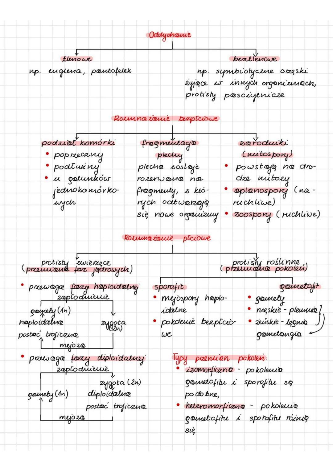 # CZYNNOŚCI ŻYCIOWE PROTISTÓW
Odżywianie
heterotroficzne
@utotroficzne
↓
martwa
↓
żywa
materia
materia
organiczna organiczne
endo