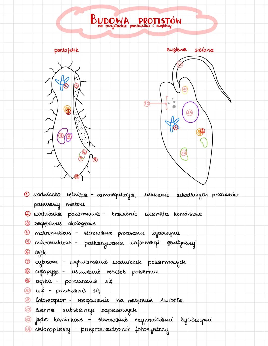 pontofelek
# BUDOWA PROTISTÓW
no prykładzie pantofelka i engleny
euglena zielono
12
13
①wodniczka tętniąca - osmoregulacja, usuwanie s