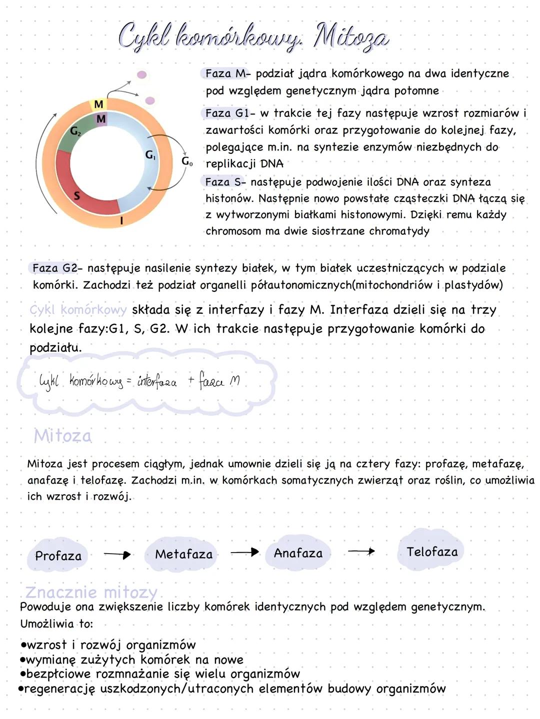 G₂
M
M
Cykl komórkowy. Mitoza
G₁
Faza M- podział jądra komórkowego na dwa identyczne.
pod względem genetycznym jądra potomne
Faza G1- w trak