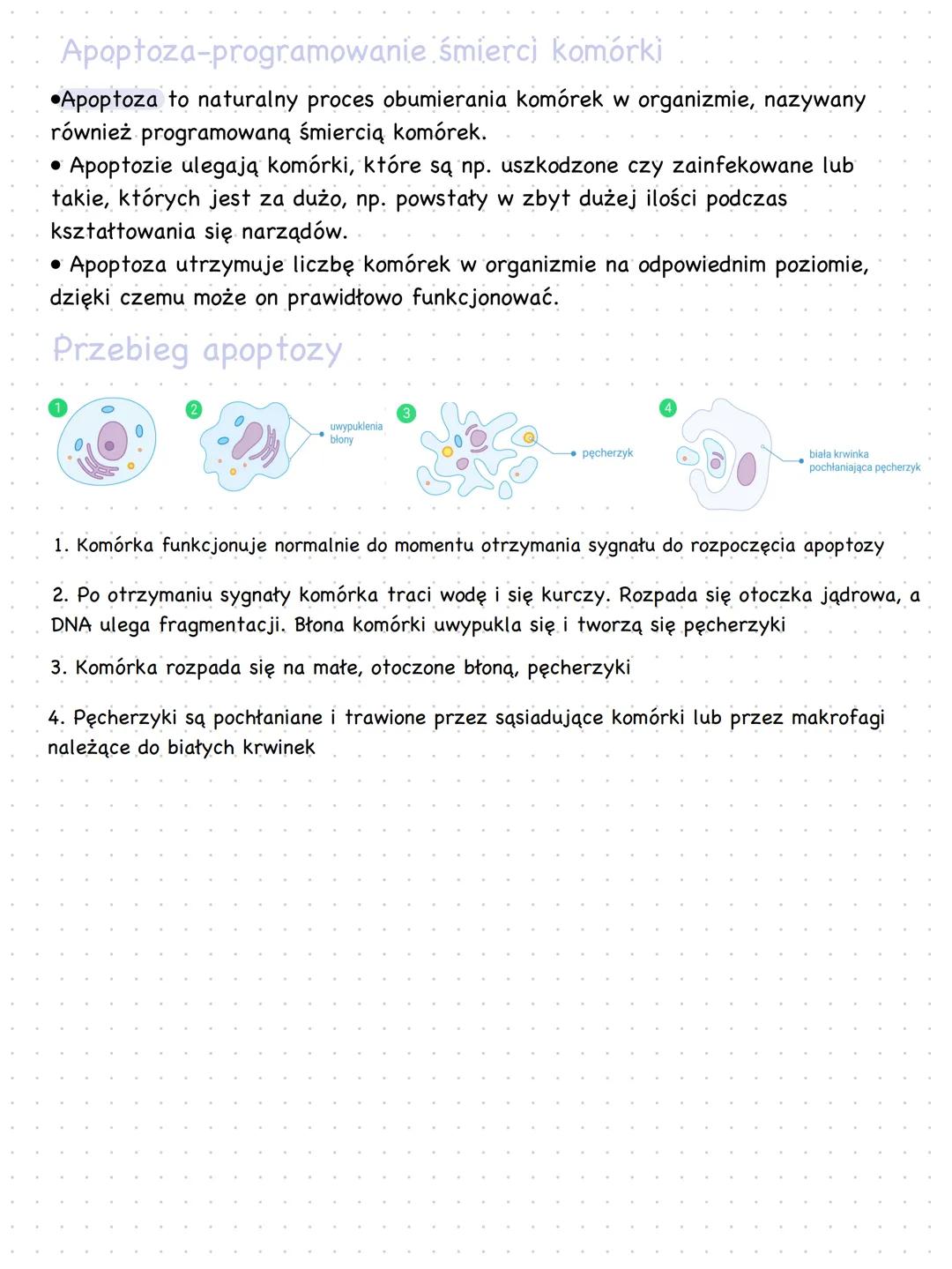 G₂
M
M
Cykl komórkowy. Mitoza
G₁
Faza M- podział jądra komórkowego na dwa identyczne.
pod względem genetycznym jądra potomne
Faza G1- w trak