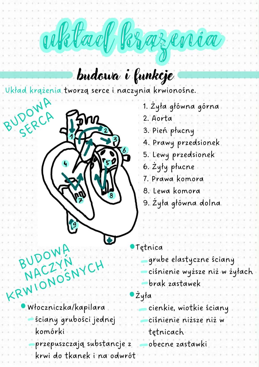 H
4
vklad krazenia
budowa i funkcje
Układ krążenia tworzą serce i naczynia krwionośne..
BUDOWA
SERCA
N
8
1. Żyła główna górna
2. Aorta
3. Pi