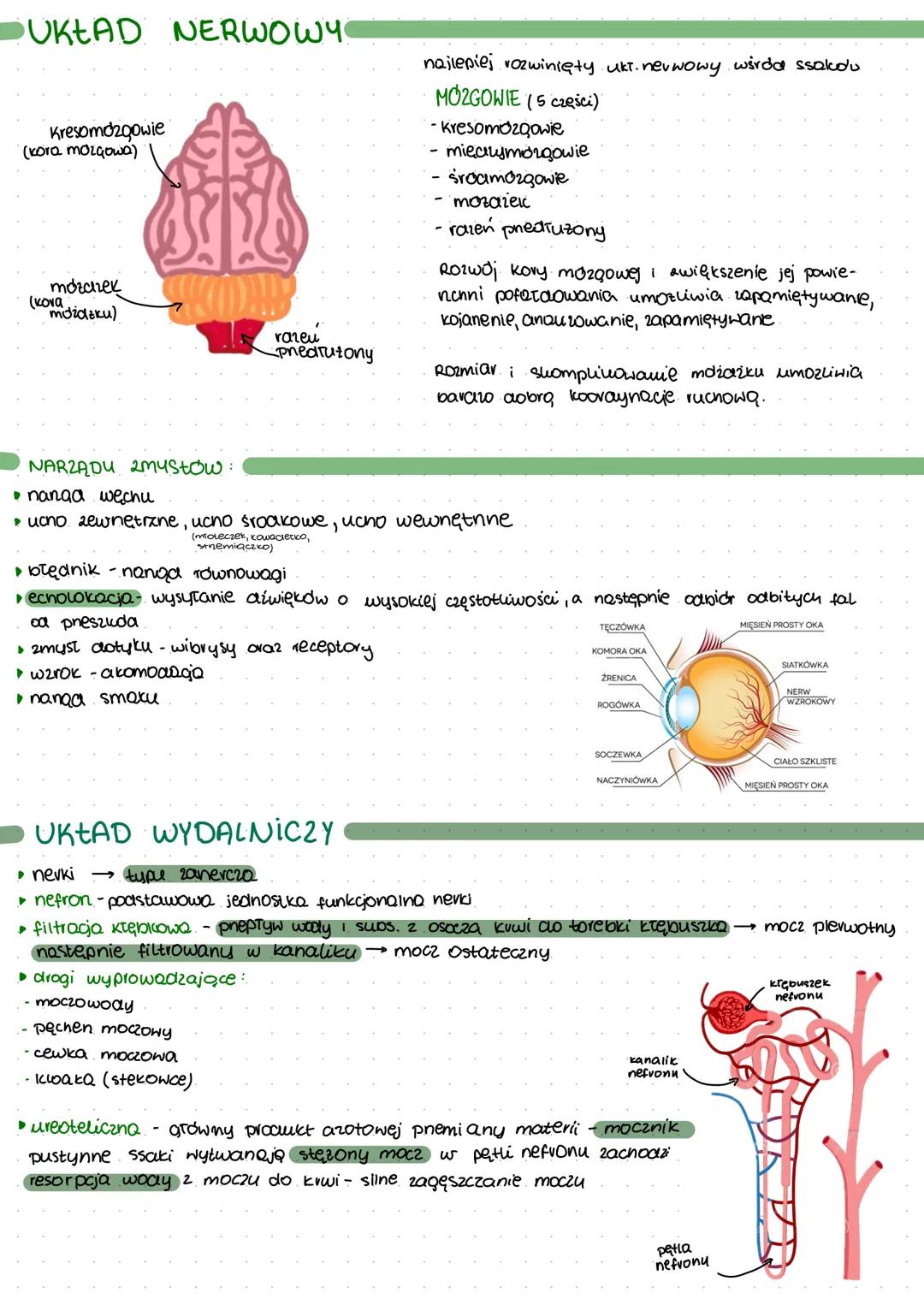 POKRYCIE CIAŁA
:
statocieplne
obecnośc
pnepony
•Karmienie młodych
mlekiem
(odruch ssania)
Owłosienie ciata
Ssaki
7 kręgów w
odc. szyjnym
mar
