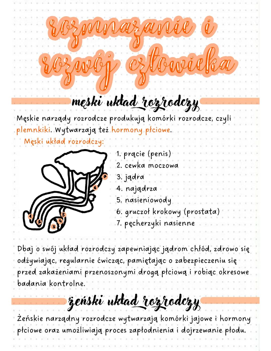 Rozmnażanie i rozwój człowieka