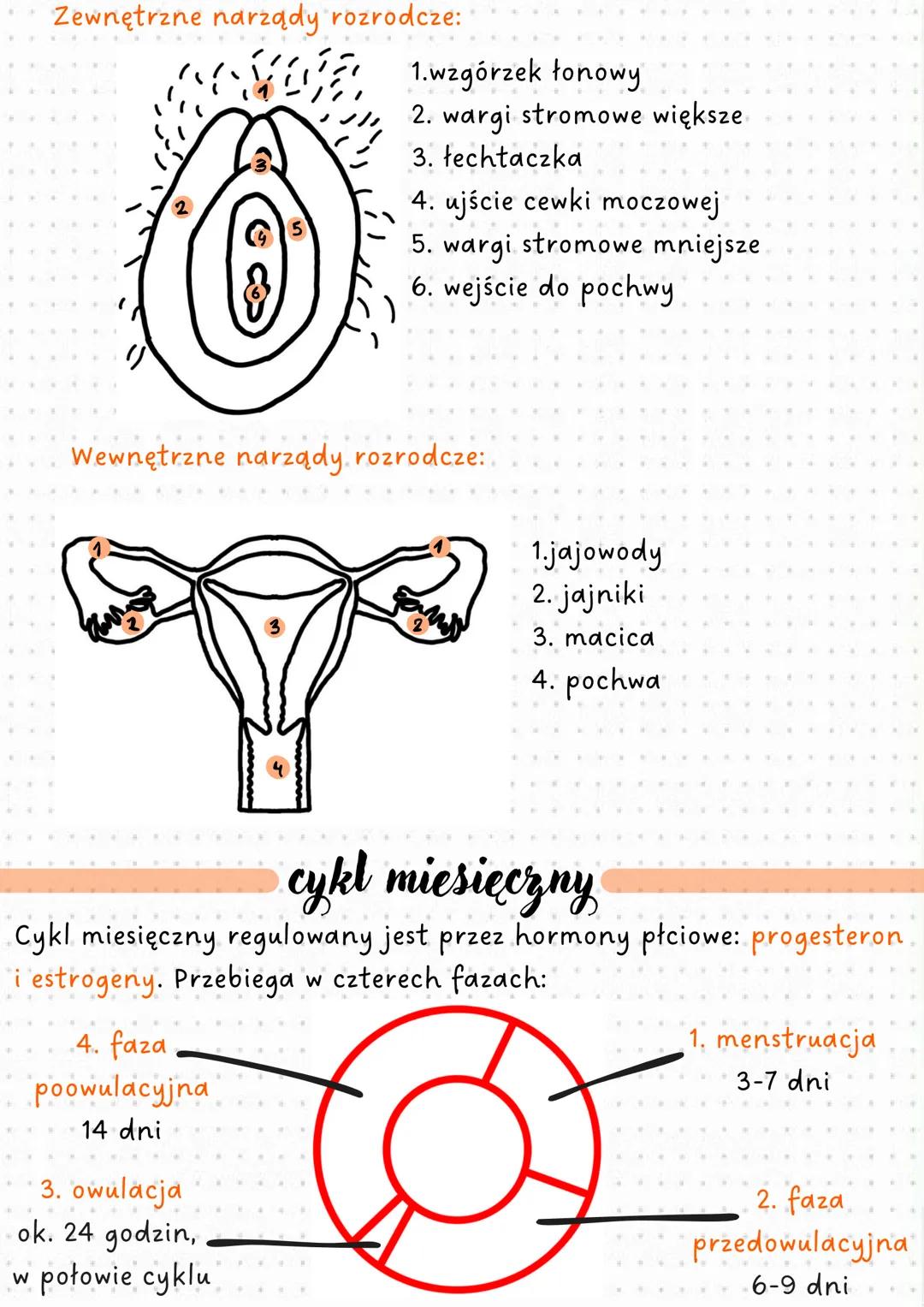 ม
rozmnazanie
rezuty glowicha
ozwoj
meski układ rozrodczy
Męskie narządy rozrodcze produkują komórki rozrodcze, czyli
plemnkiki. Wytwarzają