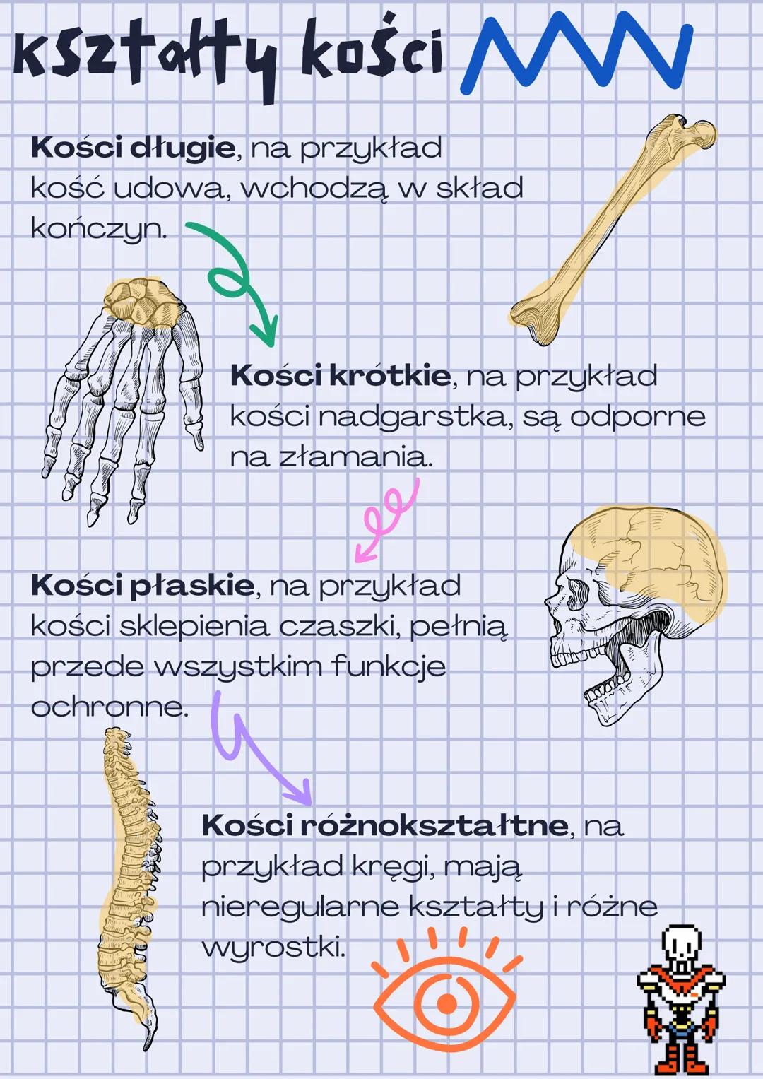 # Aparat ruchu.
Budowa szkieletu
4
Kręgowce mogą się poruszać dzięki temu,
że ich układy: szkieletowy oraz mięśniowy,
współpracują ze sobą.