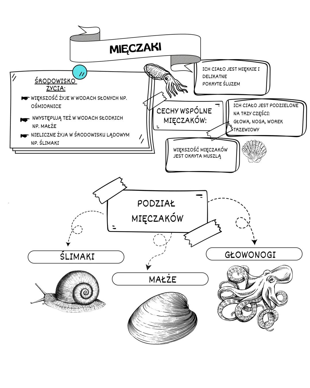 MIĘCZAKI
ŚRODOWISKO
ZYCIA:
WIĘKSZOŚĆ ŻYJE W WODACH SŁONYCH NP.
OŚMIORNICE
NWYSTĘPUJĄ TEŻ W WODACH SŁODKICH
NP. MAŁŻE
NIELICZNE ŻYJA W ŚRODOW