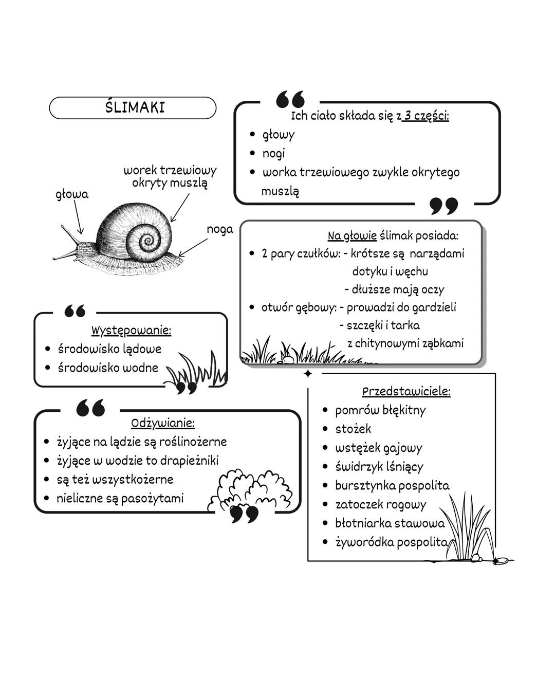 MIĘCZAKI
ŚRODOWISKO
ZYCIA:
WIĘKSZOŚĆ ŻYJE W WODACH SŁONYCH NP.
OŚMIORNICE
NWYSTĘPUJĄ TEŻ W WODACH SŁODKICH
NP. MAŁŻE
NIELICZNE ŻYJA W ŚRODOW