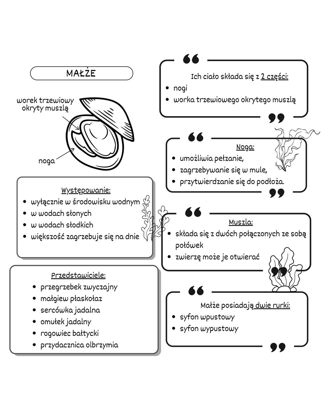 MIĘCZAKI
ŚRODOWISKO
ZYCIA:
WIĘKSZOŚĆ ŻYJE W WODACH SŁONYCH NP.
OŚMIORNICE
NWYSTĘPUJĄ TEŻ W WODACH SŁODKICH
NP. MAŁŻE
NIELICZNE ŻYJA W ŚRODOW
