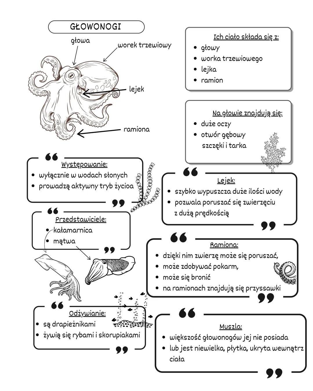 MIĘCZAKI
ŚRODOWISKO
ZYCIA:
WIĘKSZOŚĆ ŻYJE W WODACH SŁONYCH NP.
OŚMIORNICE
NWYSTĘPUJĄ TEŻ W WODACH SŁODKICH
NP. MAŁŻE
NIELICZNE ŻYJA W ŚRODOW