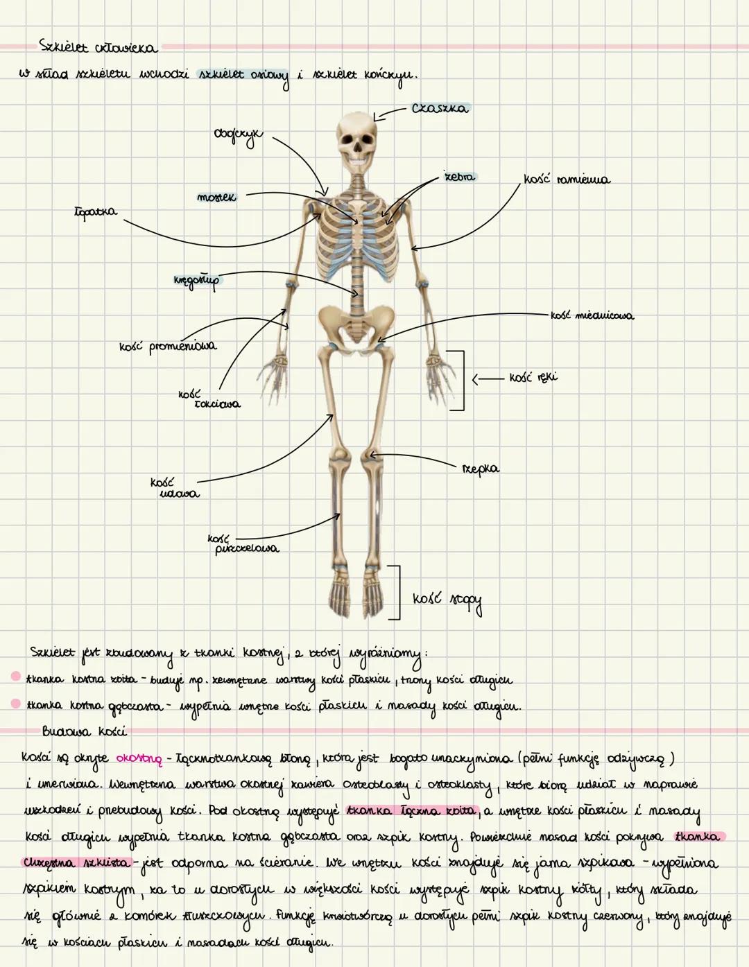 # Budowa i funkcje szkieletu
Na układ richum składają się szkielet (ckęść biéria układu ricum) oraz mięśnie szkieletoue (część скуша).
Szki