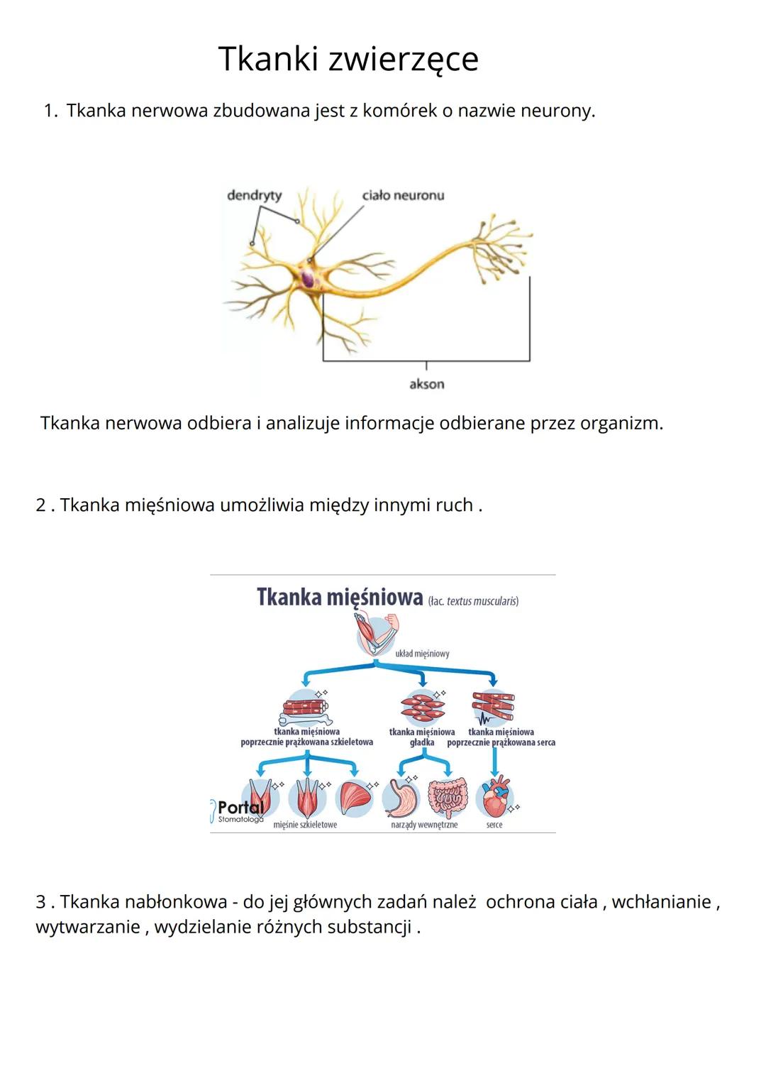 Biologia - Tkanki zwierzęce i Łączne