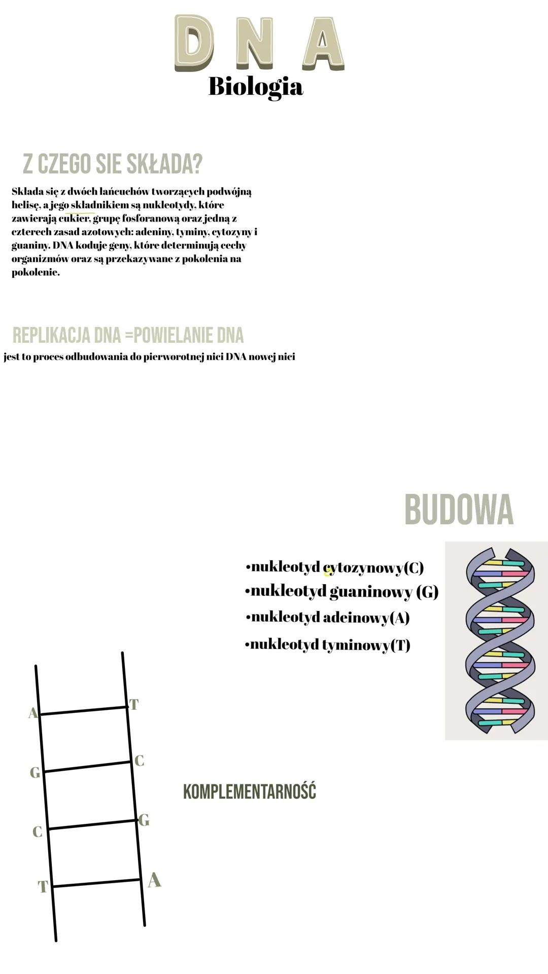 DNA
Z CZEGO SIE SKŁADA?
Biologia
Składa się z dwóch łańcuchów tworzących podwójną
helisę, a jego składnikiem są nukleotydy, które
zawierają