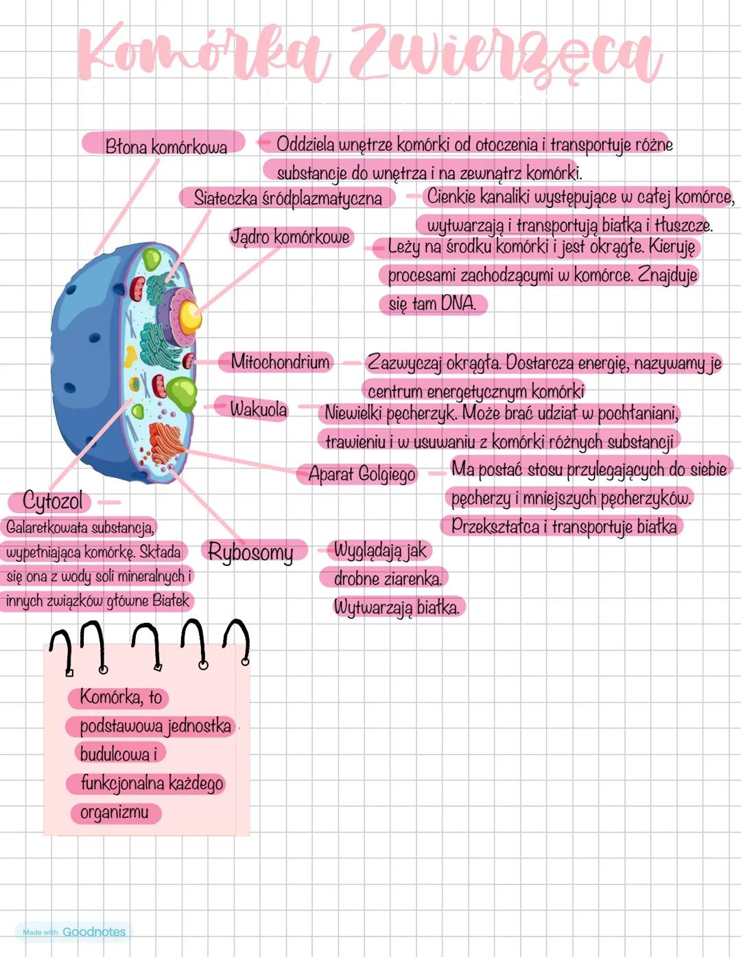 # Komórka Zwierzęcu
Błona komórkowa
Cytozol
Galaretkowata substancja,
wypełniająca komórkę. Składa
się ona z wody soli mineralnych i
inny