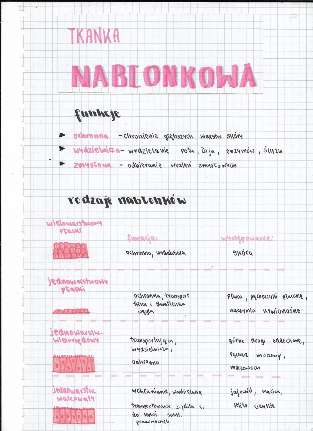 # TKANKA
# NABLONKOWA
## funkcje
- ochronna -chronienie głębszych warstw skóry
- wydzielniaa-wydzielanie potu, toju, enzymów, śluzu
- zmy