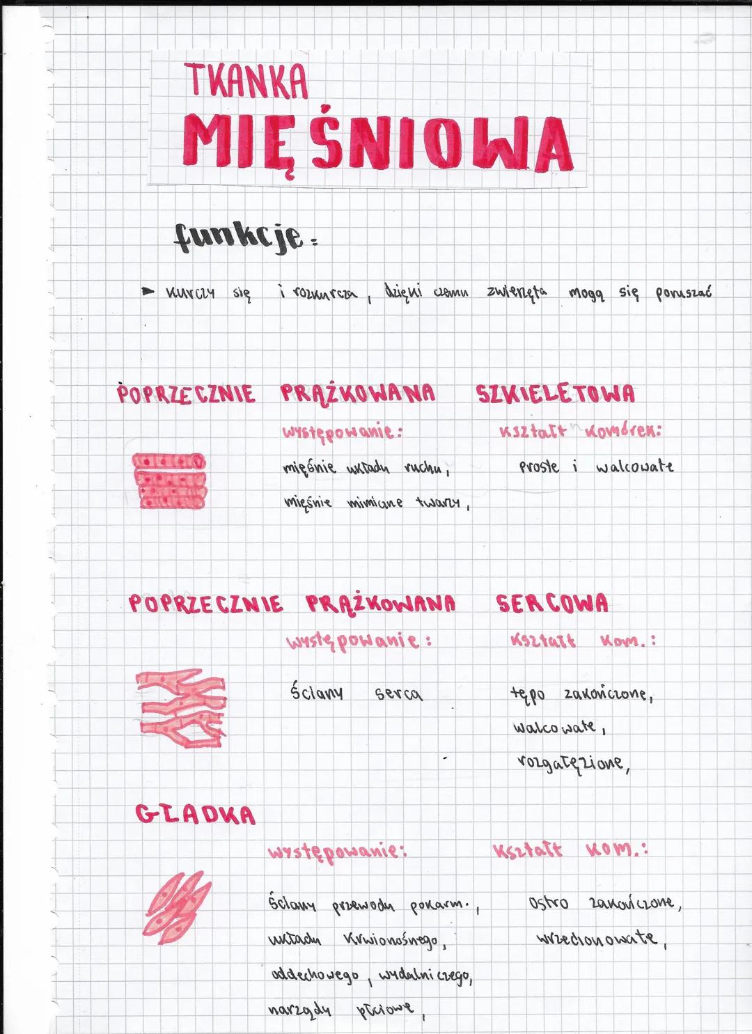 # TKANKA
MIĘŚNIOWA
funkcje:
► Kurczy się
i rozkurcza, dzięki czemu zwierzęta mogą się poruszać
POPRZECZNIE PRĄŻKOWANA
występowanie:
mięśni