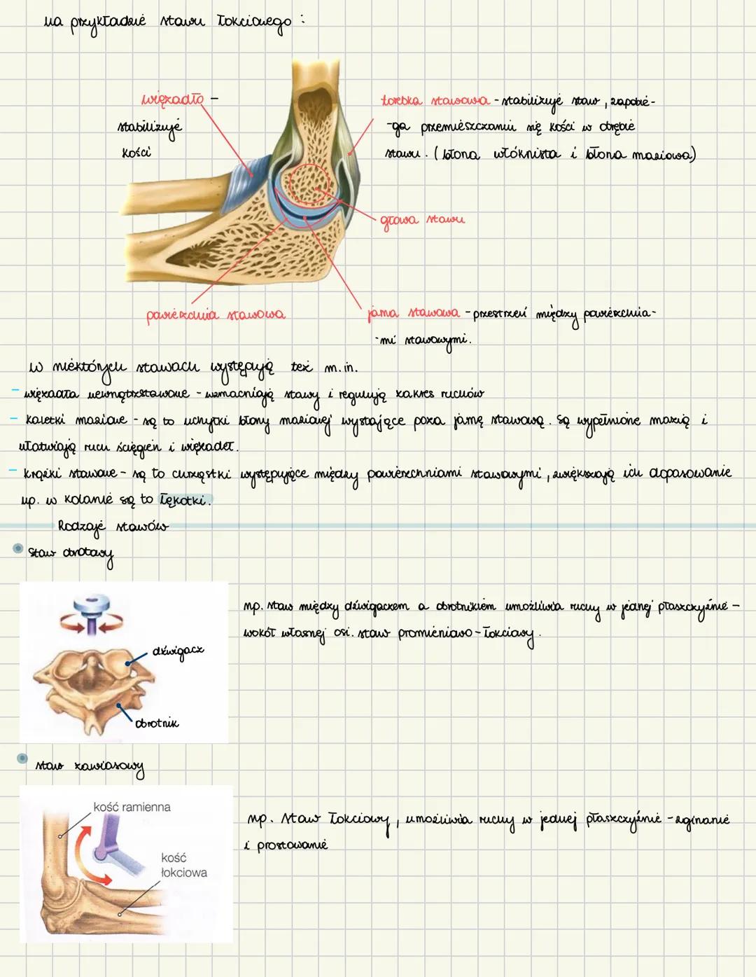 Rodzaje połączeń kości
радсхема коби
tworzących
szkielet
Z
połączenia ruchome
połączenia ścisłe
Połączenia ścisłe
kości połączone połączenia
