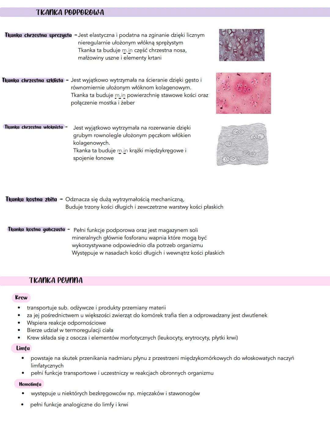 TKANKA LACZNA
Wszytakie rodzaje tkanki łacznej powstaja z MEZENCHYMY Czyli tkanki laczej
zarodkowej - jest ona zbudowana z gwieździstych kom