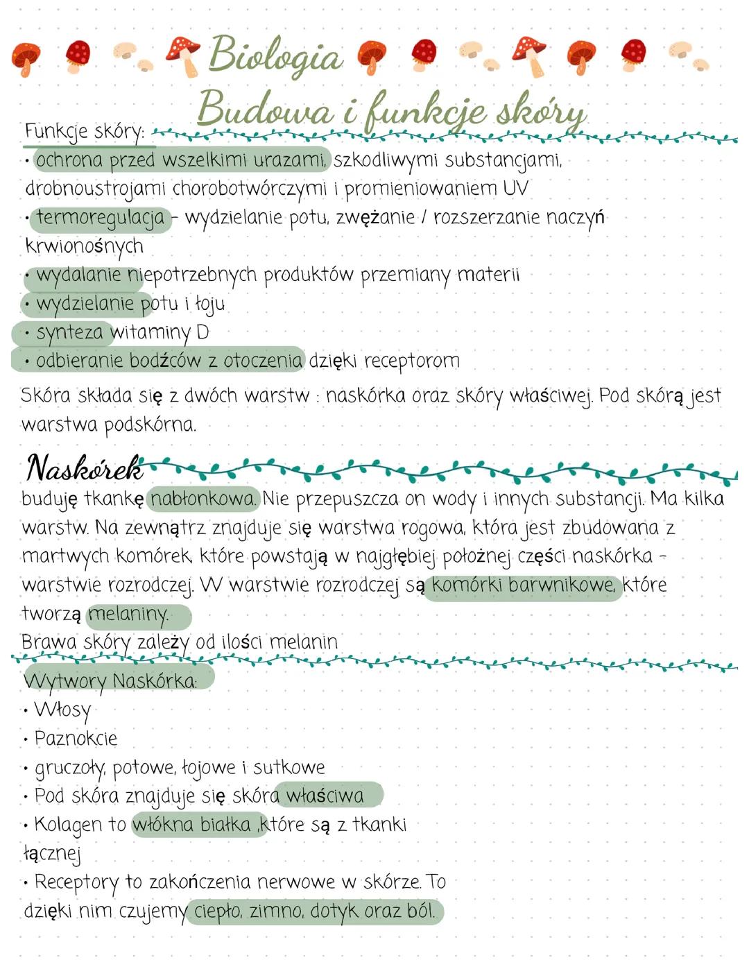 Biologia Budowa i Funkcje Skóry