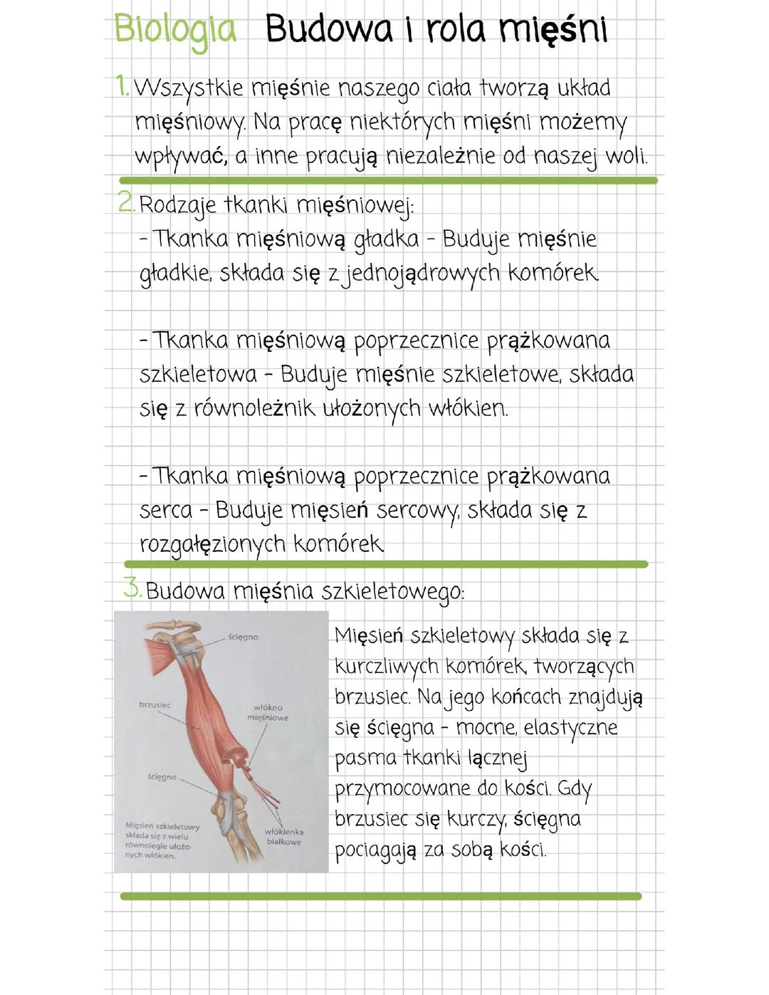 Budowa i rola mięśni