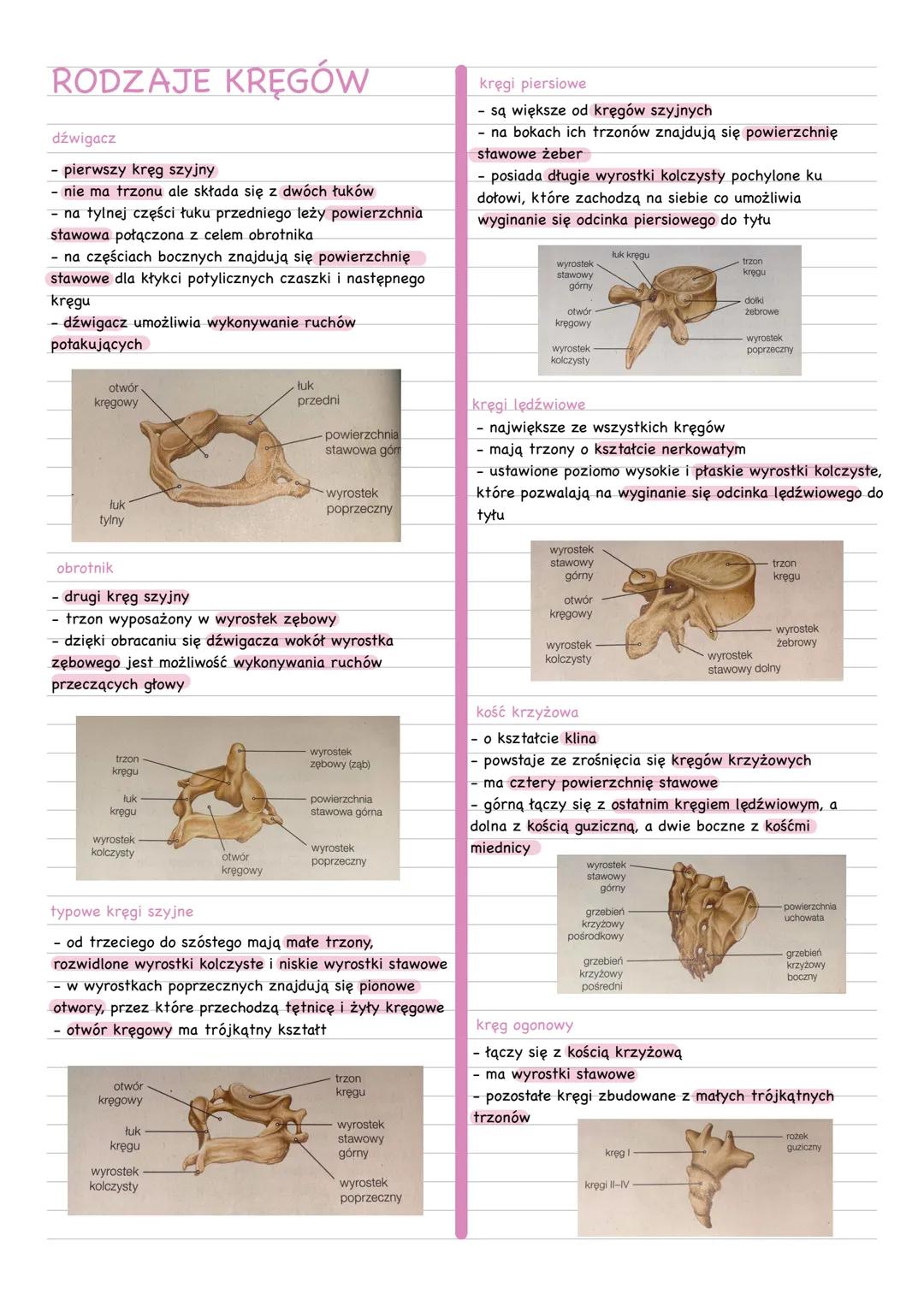 # ELEMENTY SZKIELETU
* W skład szkieletu człowieka wchodzi szkielet osiowy i szkielet kończyn
# SZKIELET OSIOWY
## CZASZKA
* W skład