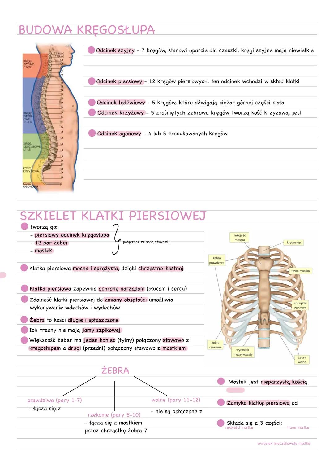 # ELEMENTY SZKIELETU
* W skład szkieletu człowieka wchodzi szkielet osiowy i szkielet kończyn
# SZKIELET OSIOWY
## CZASZKA
* W skład