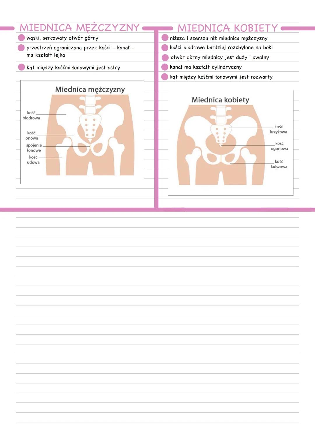 # ELEMENTY SZKIELETU
* W skład szkieletu człowieka wchodzi szkielet osiowy i szkielet kończyn
# SZKIELET OSIOWY
## CZASZKA
* W skład