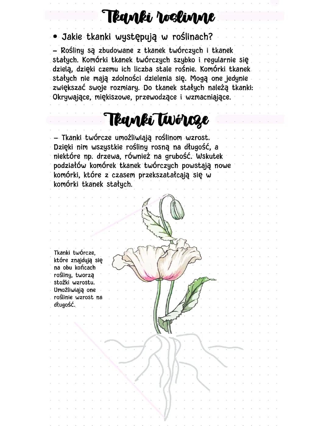 Biologia: Tkanki roślinne.