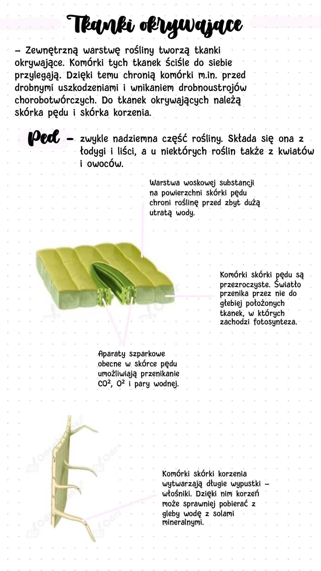 Tkanki roolinne
• Jakie tkanki występują w roślinach?
-
Rośliny są zbudowane z tkanek twórczych i tkanek
stałych. Komórki tkanek twórczych s