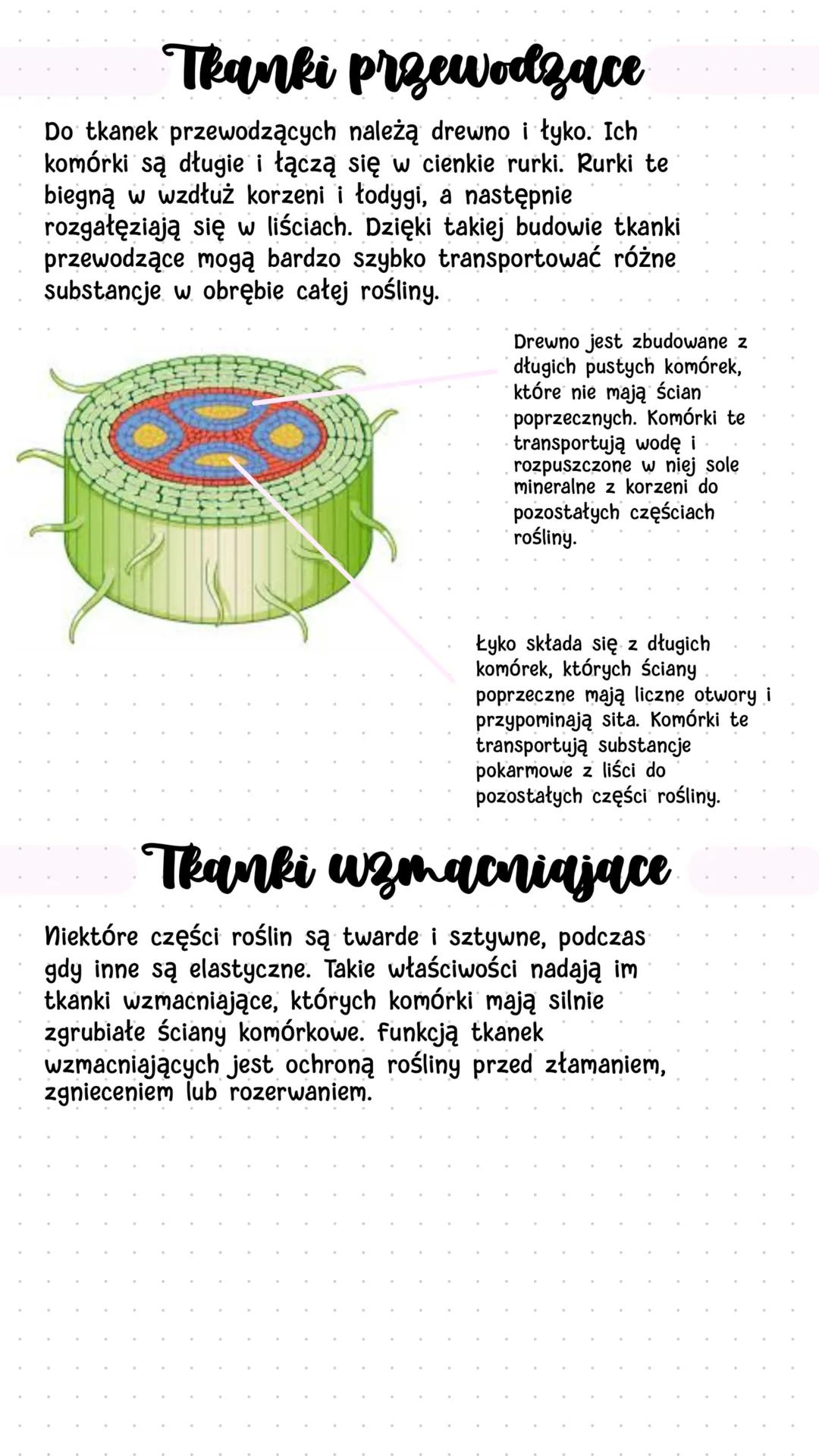 Tkanki roolinne
• Jakie tkanki występują w roślinach?
-
Rośliny są zbudowane z tkanek twórczych i tkanek
stałych. Komórki tkanek twórczych s