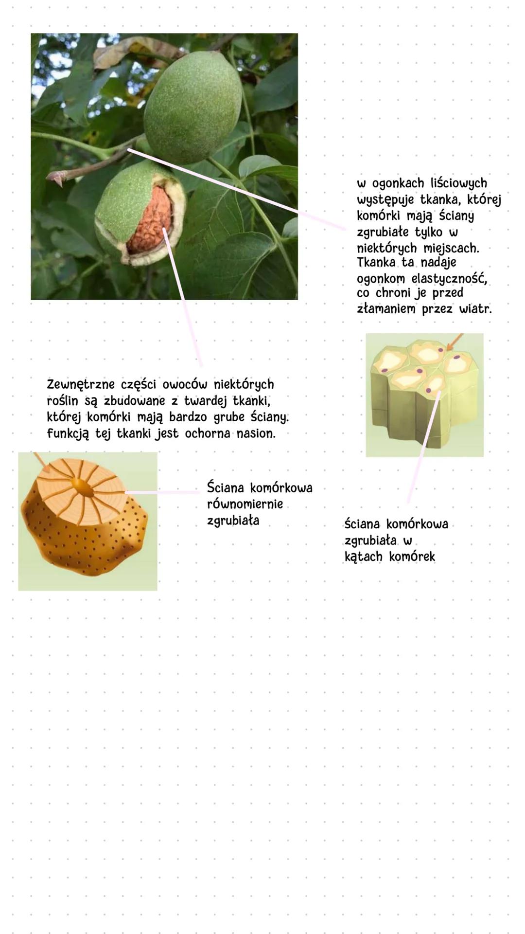 Tkanki roolinne
• Jakie tkanki występują w roślinach?
-
Rośliny są zbudowane z tkanek twórczych i tkanek
stałych. Komórki tkanek twórczych s