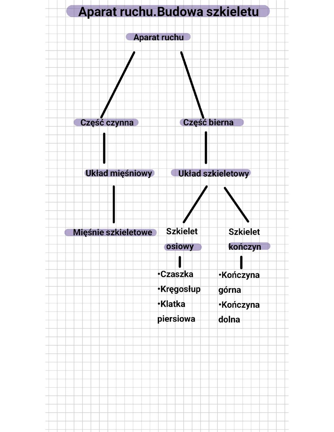 Aparat ruchu: Budowa szkieletu w biologii dla klasy 7