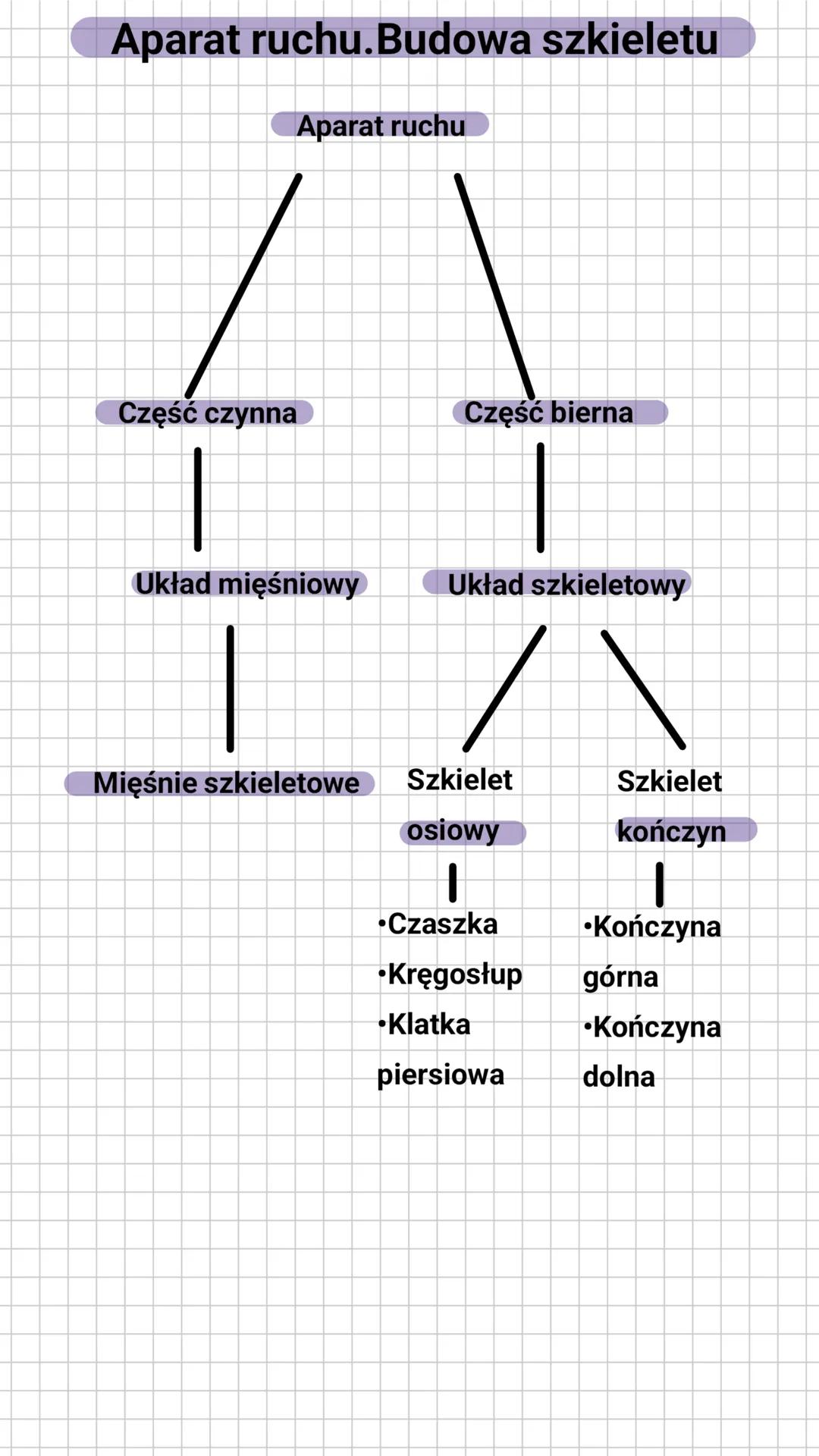 Aparat ruchu.Budowa szkieletu
Aparat ruchu
Część czynna
Część bierna
|
Układ mięśniowy
Układ szkieletowy
/\
Mięśnie szkieletowe
Szkielet
Szk