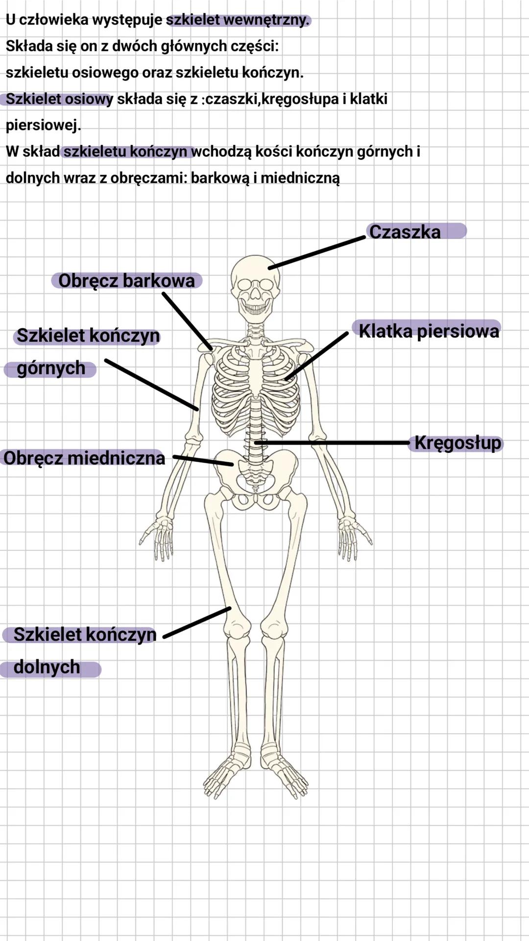 Aparat ruchu.Budowa szkieletu
Aparat ruchu
Część czynna
Część bierna
|
Układ mięśniowy
Układ szkieletowy
/\
Mięśnie szkieletowe
Szkielet
Szk