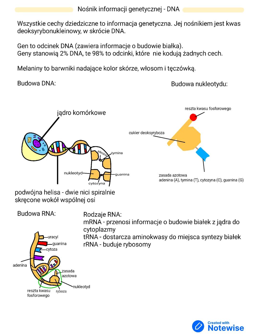 Nośnik informacji genetycznej- DNA