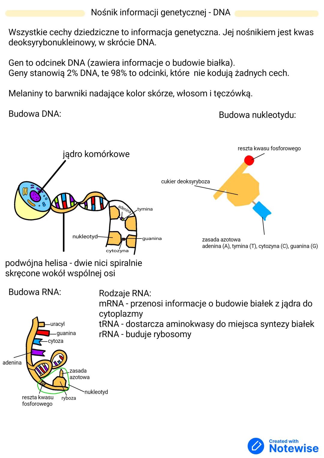 Nośnik informacji genetycznej - DNA
Wszystkie cechy dziedziczne to informacja genetyczna. Jej nośnikiem jest kwas
deoksyrybonukleinowy, w sk