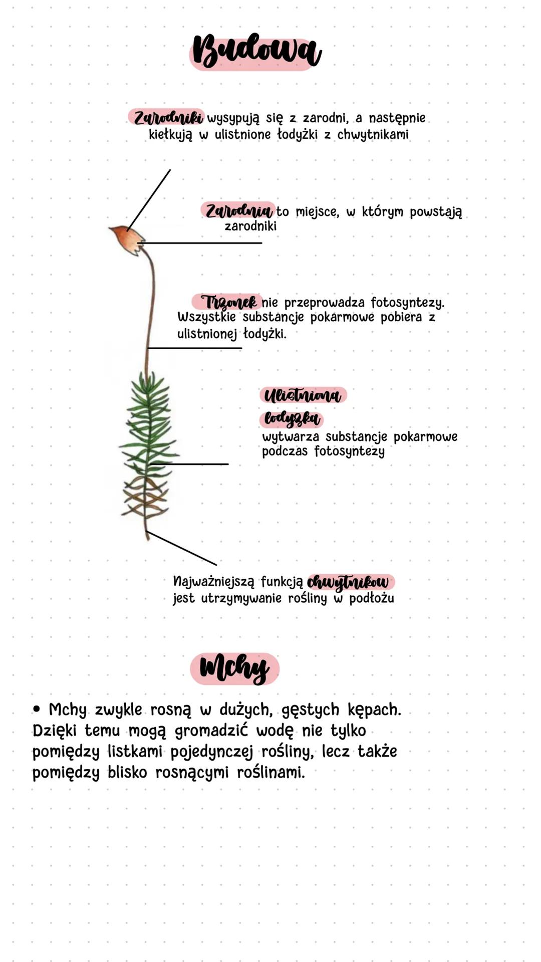 Biologia
Mchy i paprotniki
Mchy
• Środowisko życia mchów
Mchy są niewielkimi roślinami - ich wysokość nie przekracza
zwykle kilkunastu centy