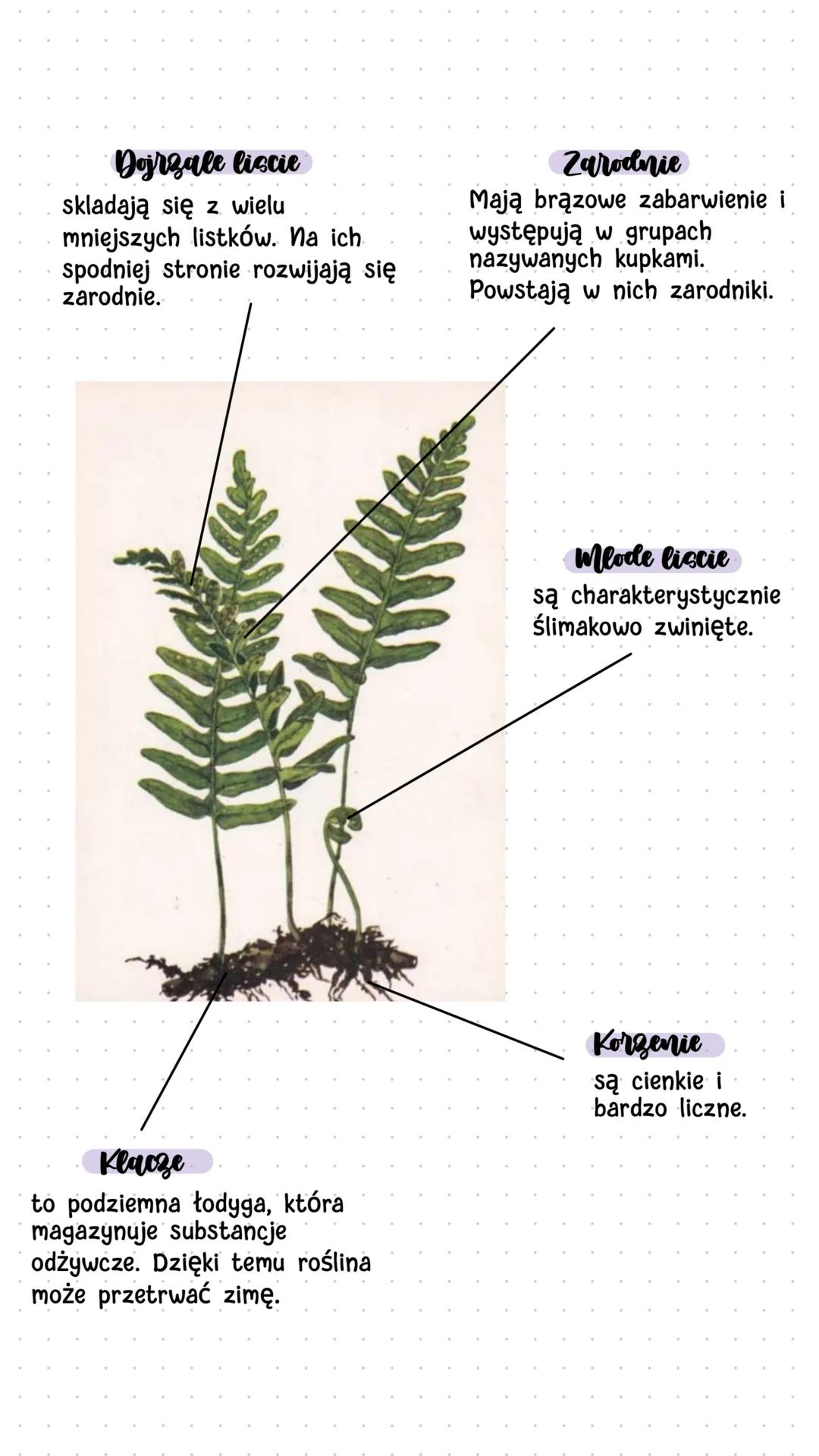 Biologia
Mchy i paprotniki
Mchy
• Środowisko życia mchów
Mchy są niewielkimi roślinami - ich wysokość nie przekracza
zwykle kilkunastu centy