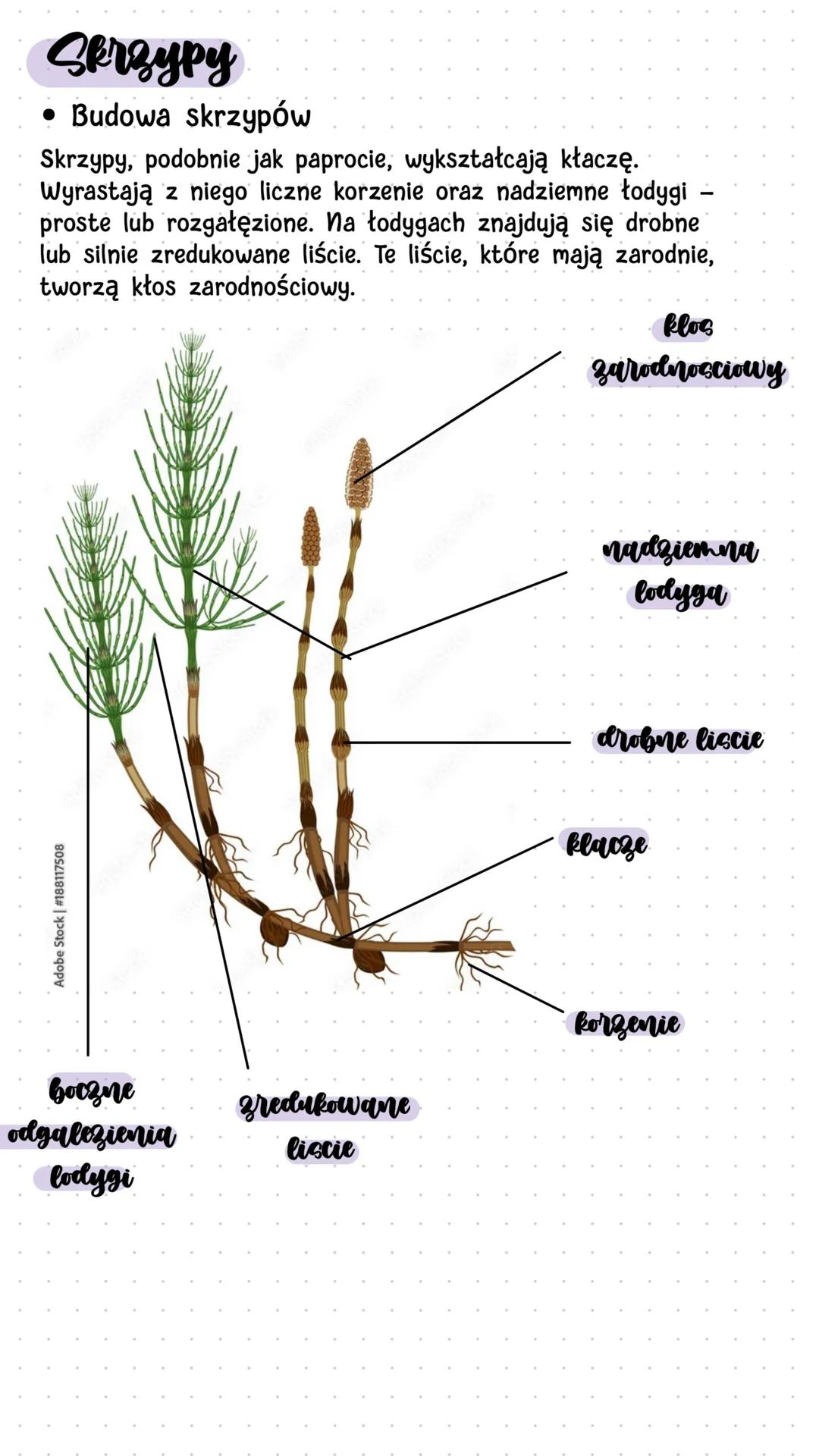 Biologia
Mchy i paprotniki
Mchy
• Środowisko życia mchów
Mchy są niewielkimi roślinami - ich wysokość nie przekracza
zwykle kilkunastu centy