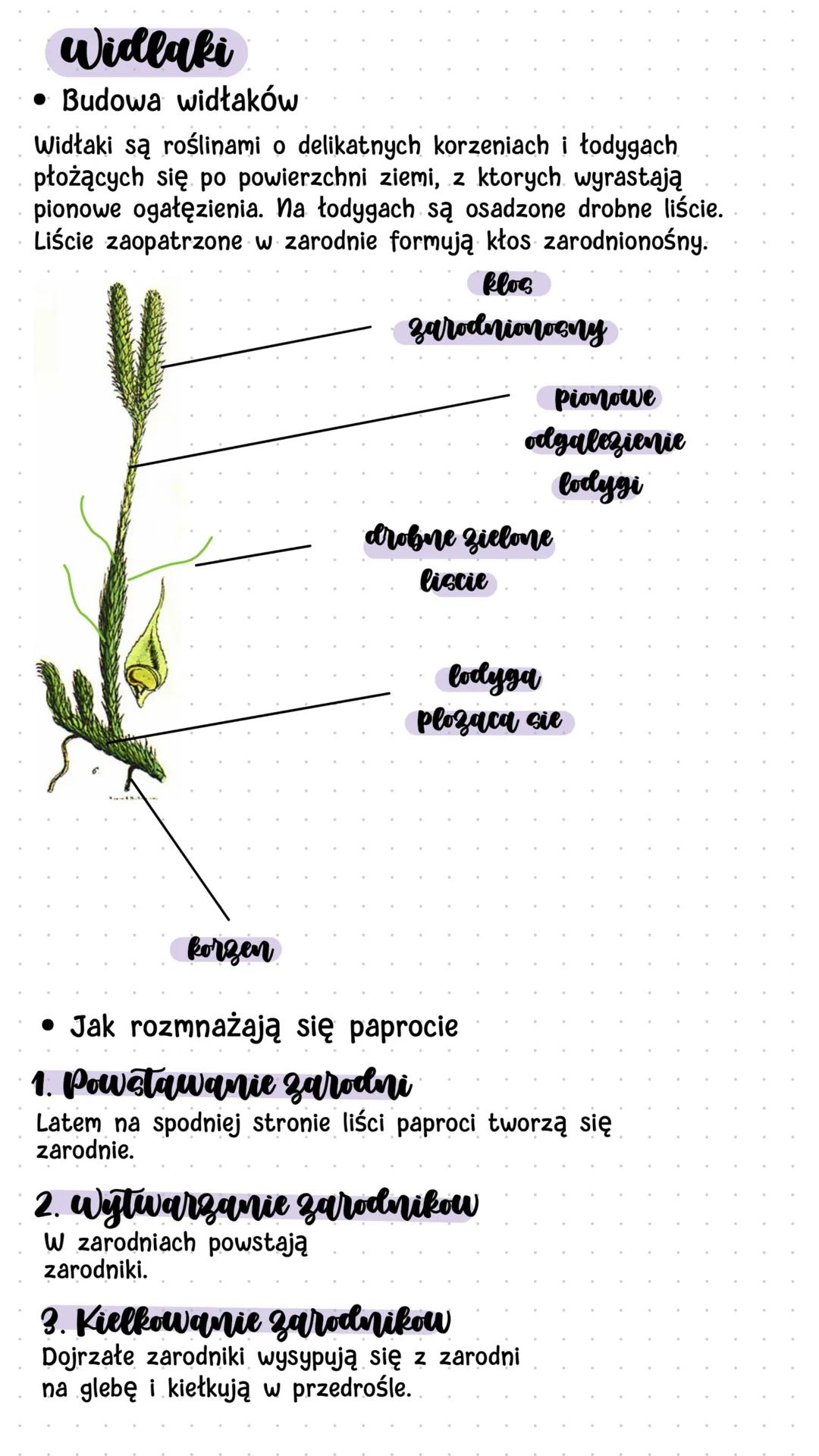 Biologia
Mchy i paprotniki
Mchy
• Środowisko życia mchów
Mchy są niewielkimi roślinami - ich wysokość nie przekracza
zwykle kilkunastu centy