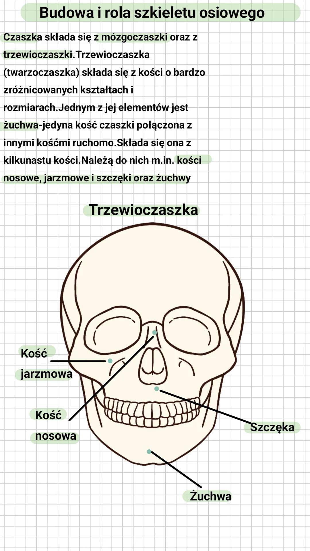# Budowa i rola szkieletu osiowego
Czaszka składa się z mózgoczaszki oraz z
trzewioczaszki. Trzewioczaszka
(twarzoczaszka) składa się z koś