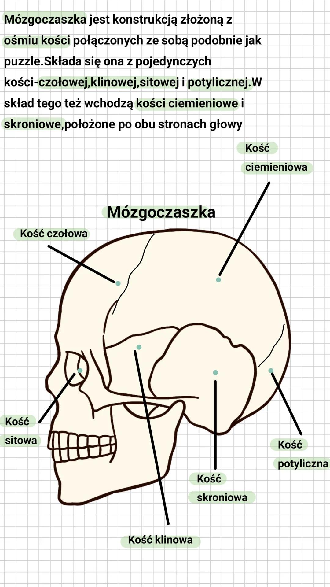 # Budowa i rola szkieletu osiowego
Czaszka składa się z mózgoczaszki oraz z
trzewioczaszki. Trzewioczaszka
(twarzoczaszka) składa się z koś