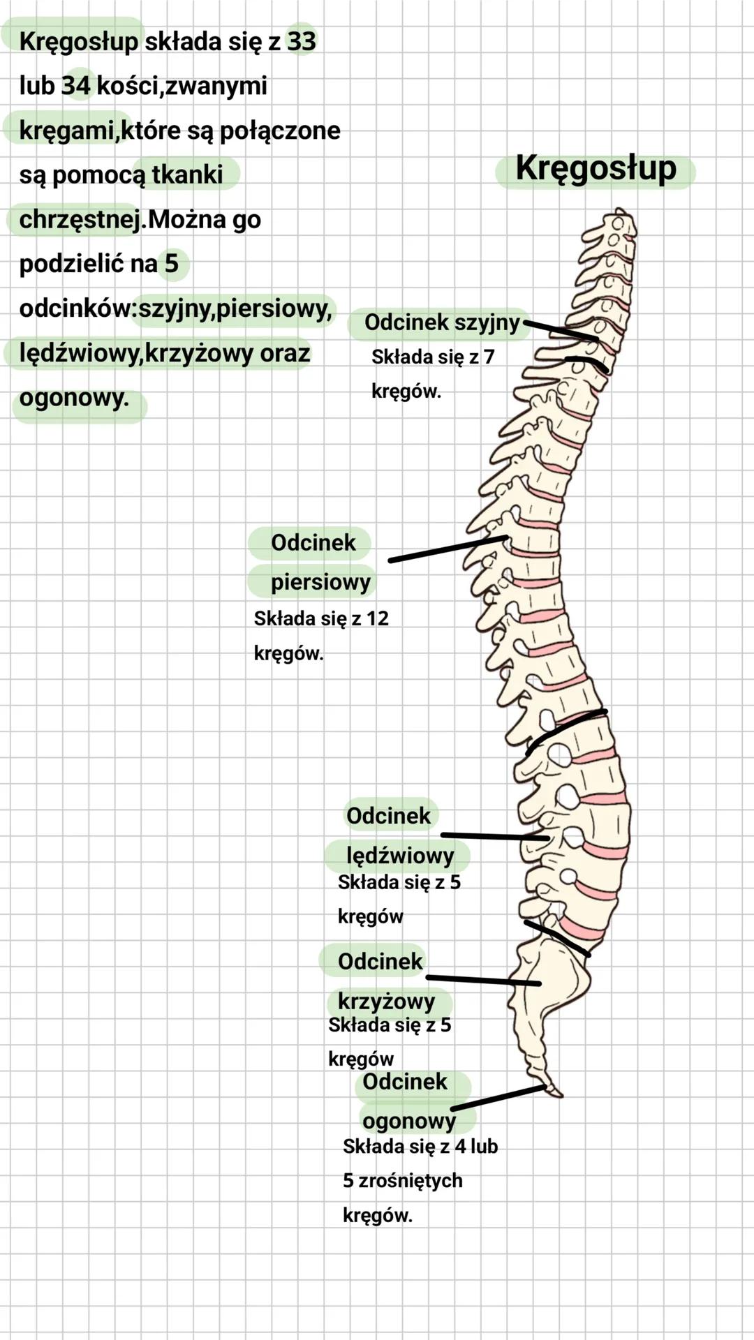 # Budowa i rola szkieletu osiowego
Czaszka składa się z mózgoczaszki oraz z
trzewioczaszki. Trzewioczaszka
(twarzoczaszka) składa się z koś