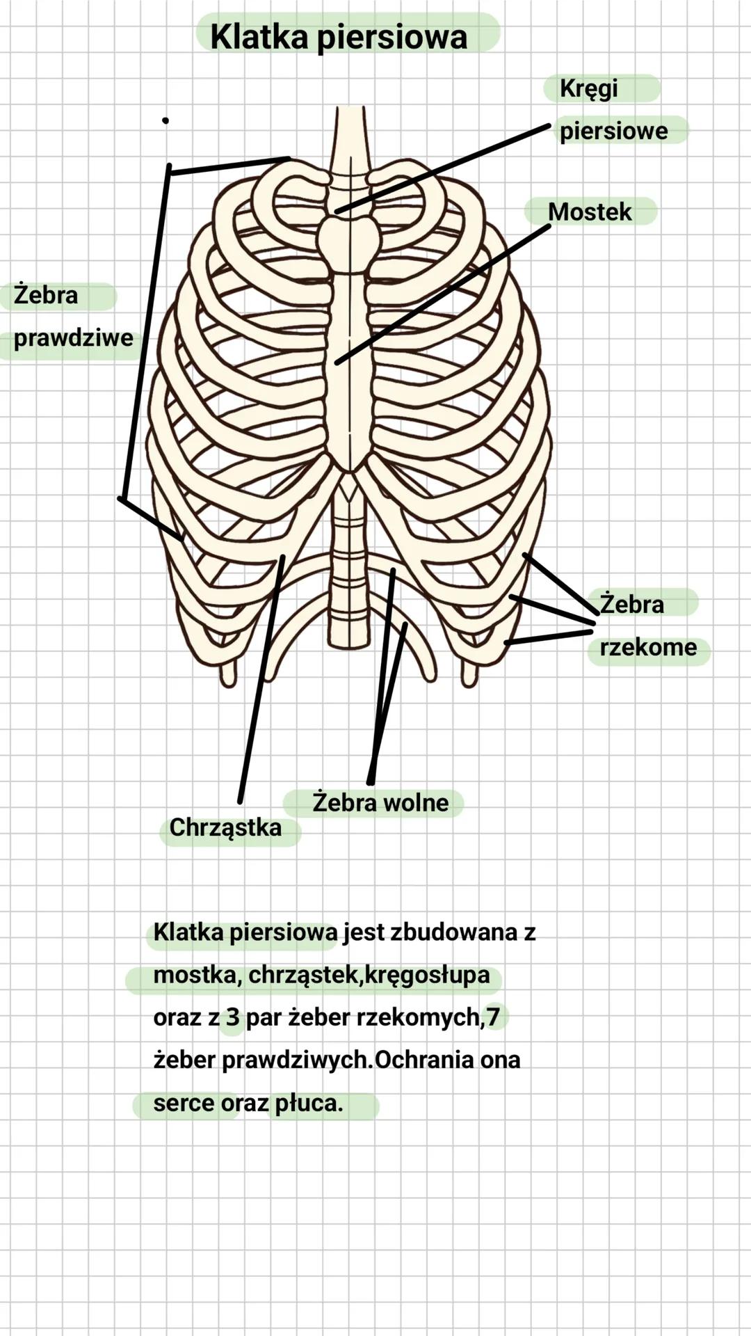 # Budowa i rola szkieletu osiowego
Czaszka składa się z mózgoczaszki oraz z
trzewioczaszki. Trzewioczaszka
(twarzoczaszka) składa się z koś