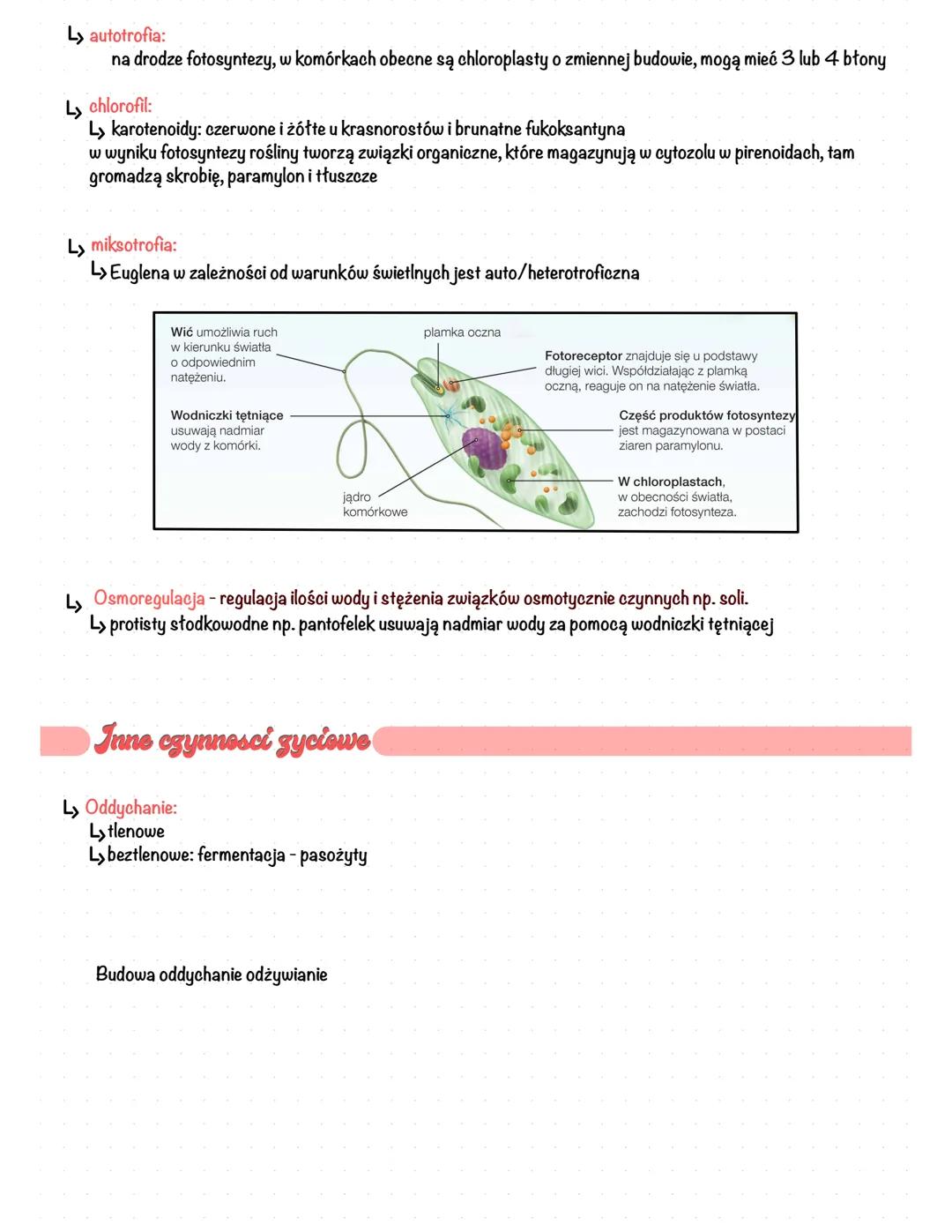Protisty - Preste Organizuny
Eukarictyczne
Domena: Eukarionty
Królestwo: Protista
Takseny
L> takson parafiletyczny - ma wspólnego przodka (j