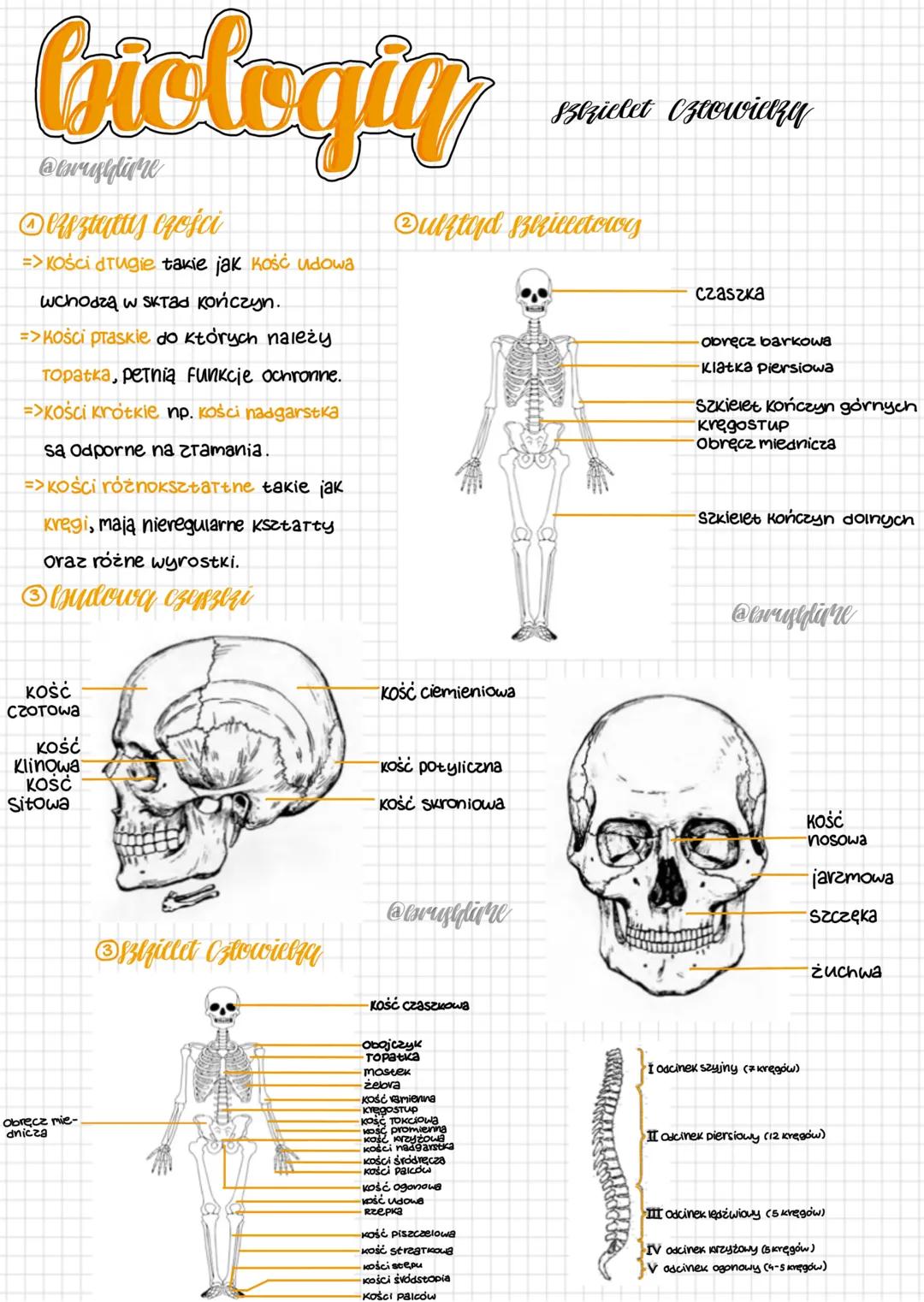 # Ciclogiq
@Arryylime
Deustutus czości
=> Kości drugie takie jak kość udowa
wchodzą w skład kończyn.
=>Kości praskie do których należy
T