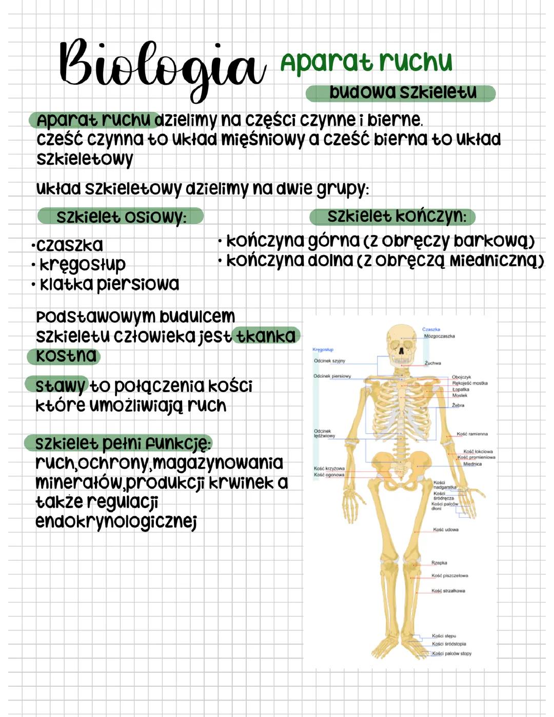 APARAT RUCHU, budowa szczkieletu