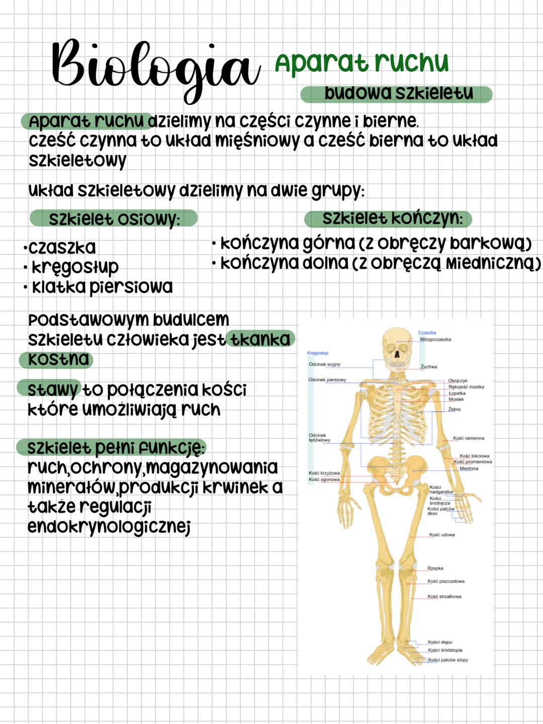 Biologia
Aparat ruchu
budowa szkieletu
Aparat ruchu dzielimy na części czynne i bierne.
cześć czynna to układ mięśniowy a cześć bierna to uk